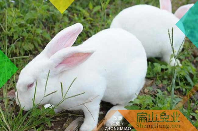 福州伊拉兔苗批發(fā)