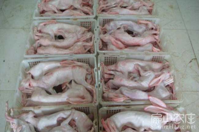 南昌肉兔批發(fā)
