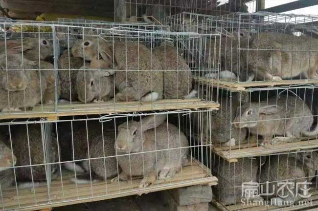 贛州散養野兔