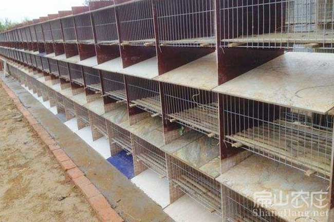 福建竹鼠養殖設備