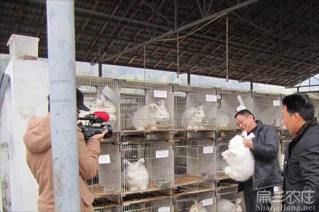 龍巖竹鼠養殖
