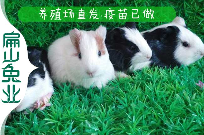 龍巖野兔種苗