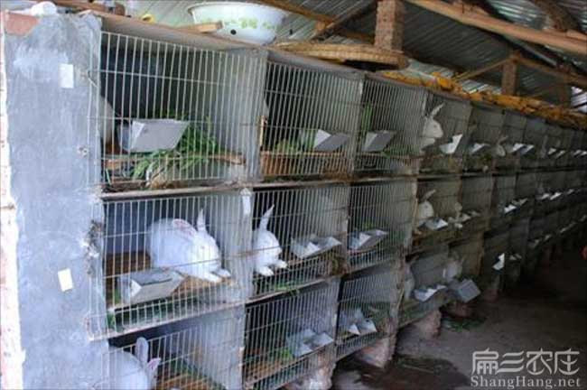 新西蘭肉兔養殖