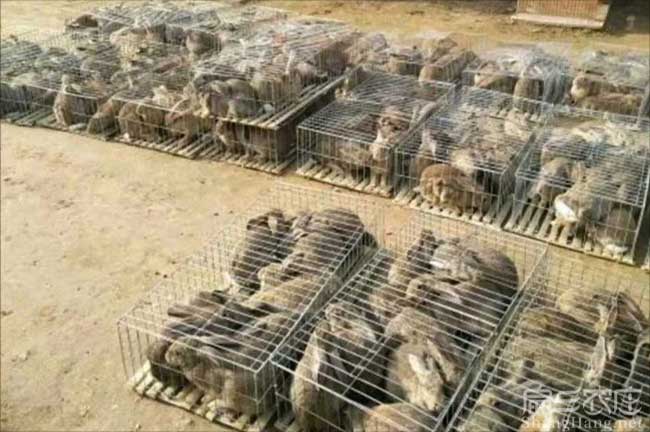 三明竹鼠養殖