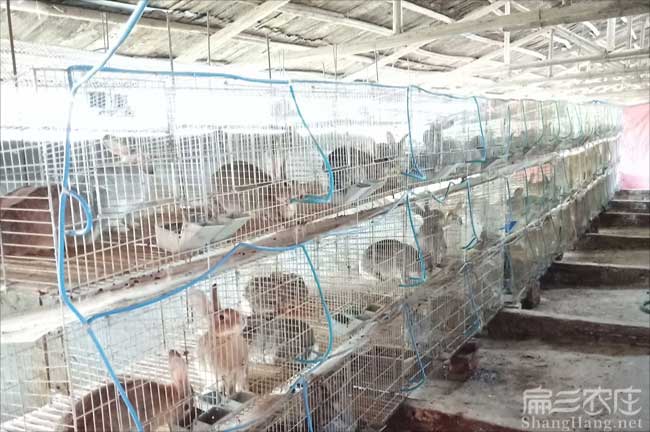 溫州西野兔養殖