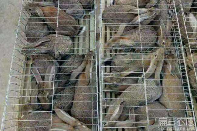 惠州竹鼠養殖