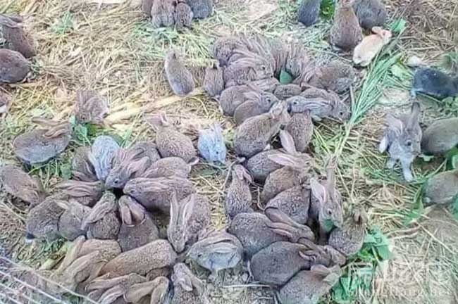 寧德散養竹鼠種苗