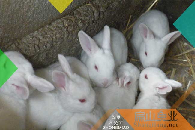 上杭伊拉兔養殖