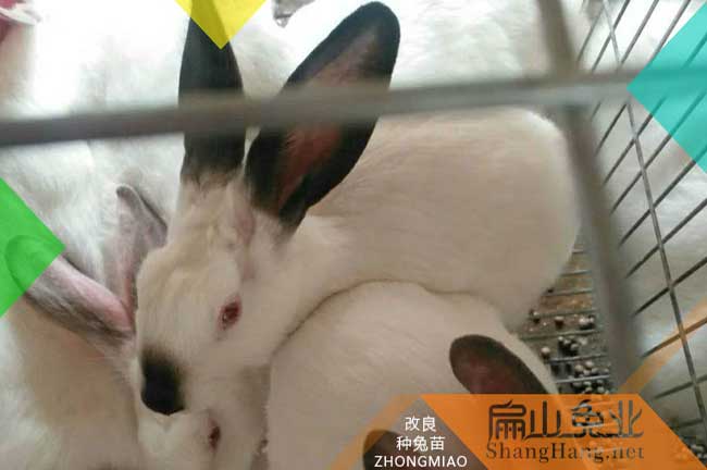 漳平八點(diǎn)黑種兔