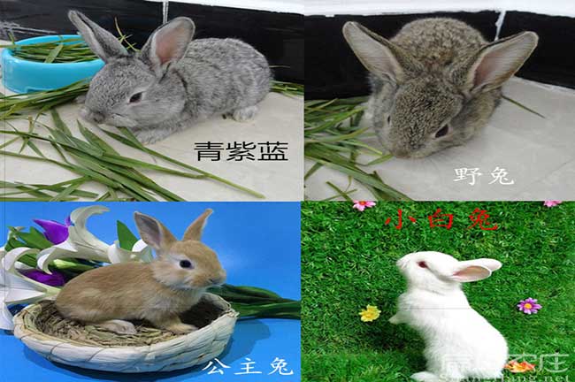 東莞商品兔批發(fā)