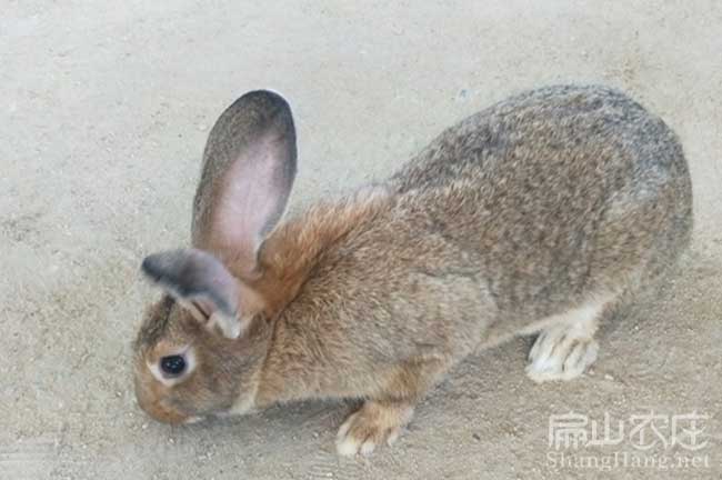 東莞竹鼠銷(xiāo)售