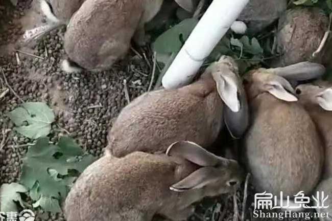紹興比利時(shí)兔養殖