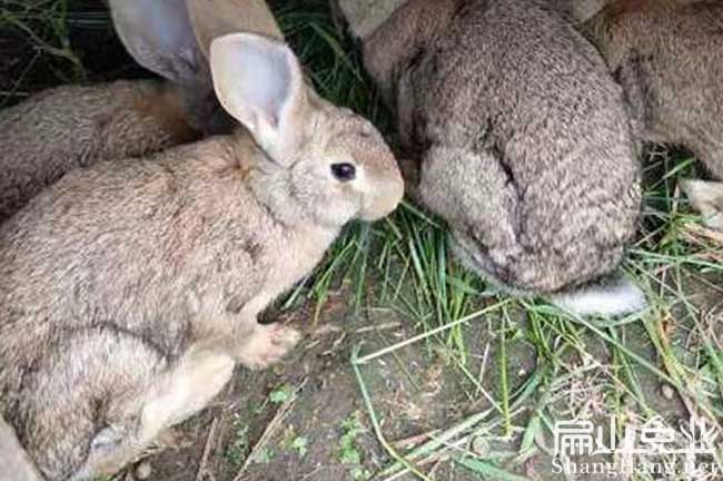 江西野兔養殖