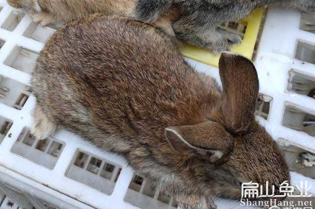 龍巖伊拉兔養殖