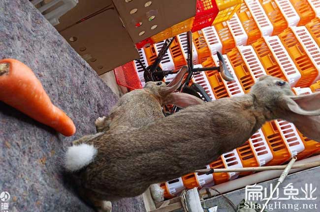龍巖新西蘭兔養殖