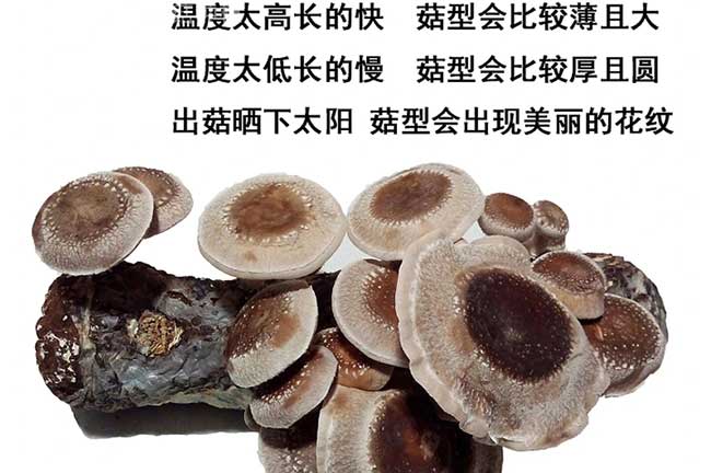福建香菇種植場(chǎng)
