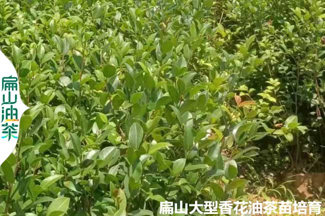 廣西香花茶樹(shù)苗培育