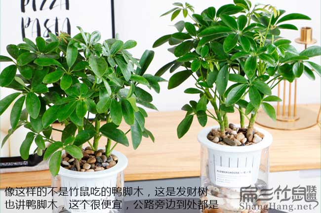 發(fā)財樹(shù)