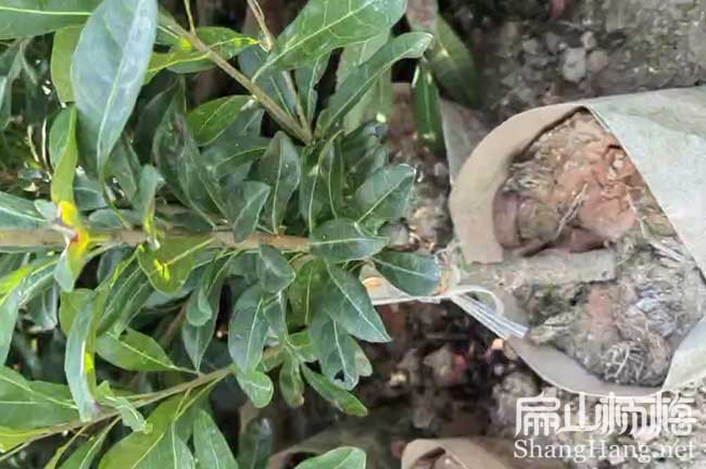 清遠楊梅大杯苗批發(fā)