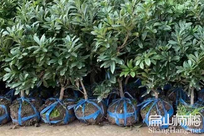 雞蛋大楊梅 河源東魁楊梅苗批發(fā) 河源大黑炭種苗價(jià)格8.9/珠
