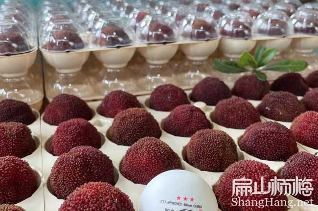 無(wú)核楊梅苗