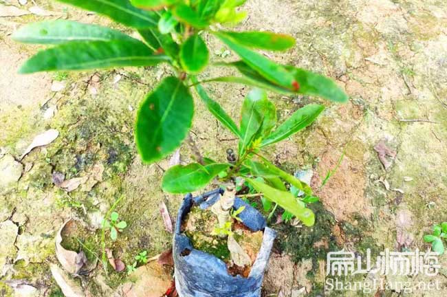 鎮江1楊梅杯苗批發(fā)
