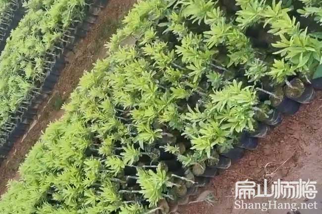 邵陽(yáng)楊梅苗培育