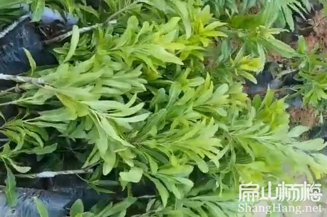 長(cháng)沙1年楊梅小杯苗