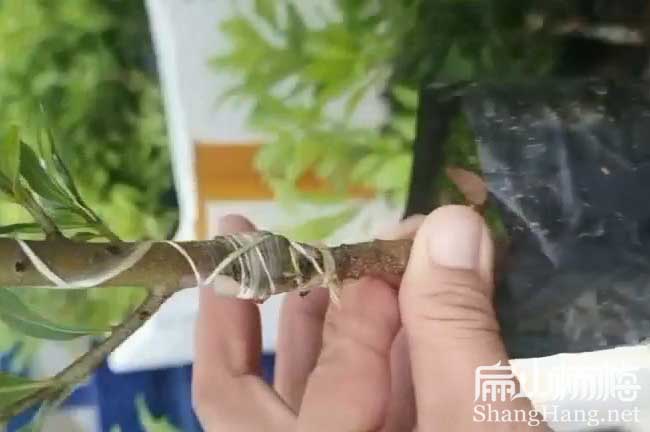 陽(yáng)江東魁楊梅苗批發(fā)