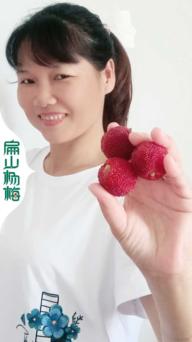 大梧州的金線(xiàn)蓮種苗批發(fā)紅花大果油茶東魁楊梅苗種植基地9元