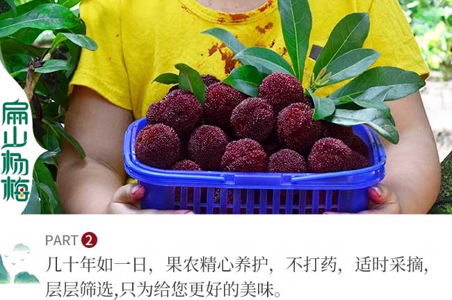 廈門(mén)楊梅批發(fā)