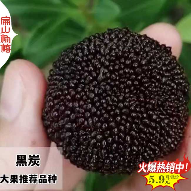 福建永樹(shù)冠楊梅中杯苗