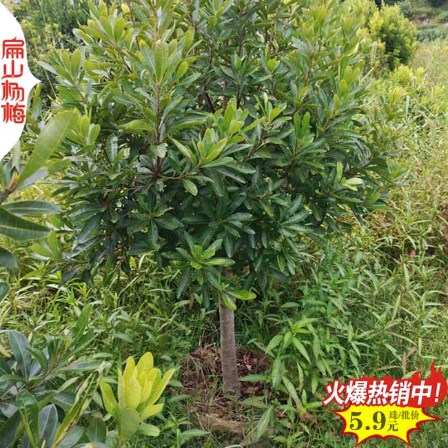矮化上饒楊梅苗批發(fā) 上饒水晶黑高峰東魁黑炭楊梅苗批發(fā)6元