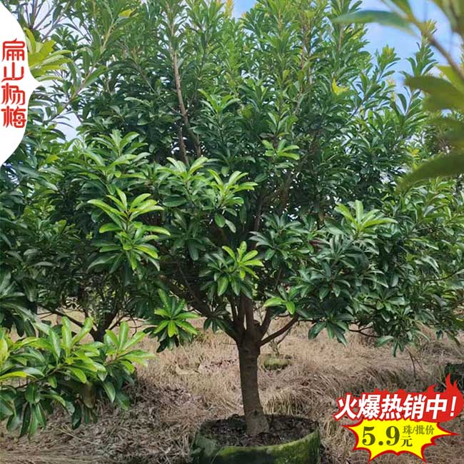 永樹(shù)冠楊梅果實(shí)