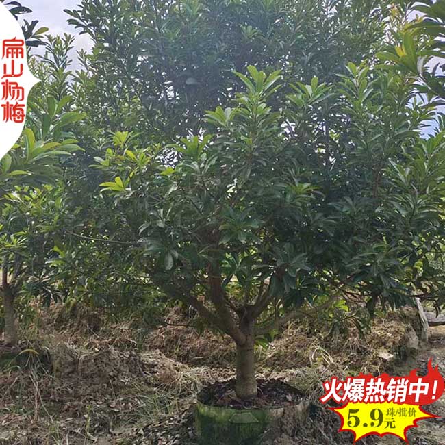 浙江永樹(shù)冠楊梅果實(shí)