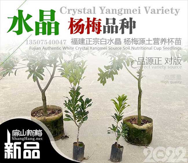廣西水晶楊梅大杯苗