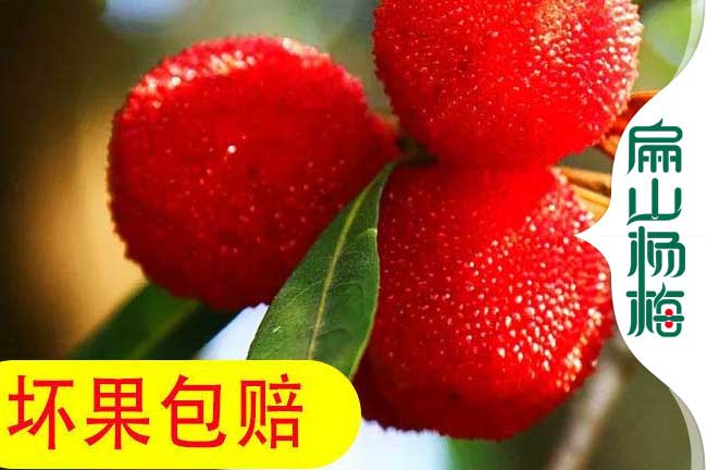 邵陽(yáng)紅楊梅收購