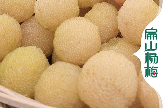 長(cháng)林53號油茶苗