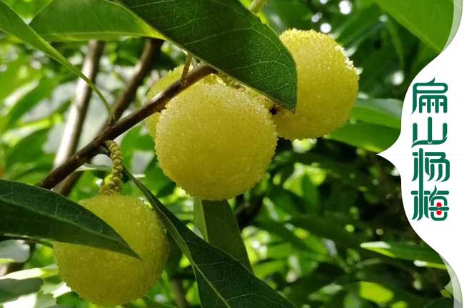 貴州水晶楊梅樹(shù)