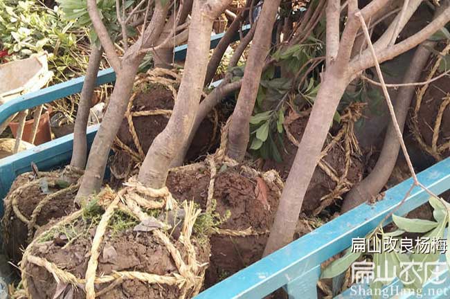臺州楊梅樹(shù)苗批發(fā)