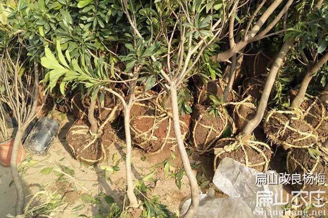 福建高產(chǎn)楊梅苗批發(fā)