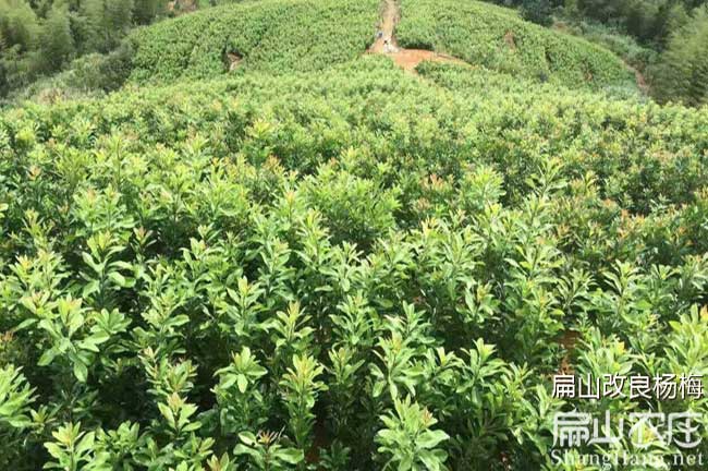 臺州楊梅苗批發(fā)