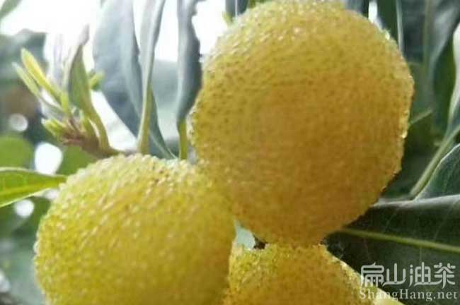 南平白絲楊梅