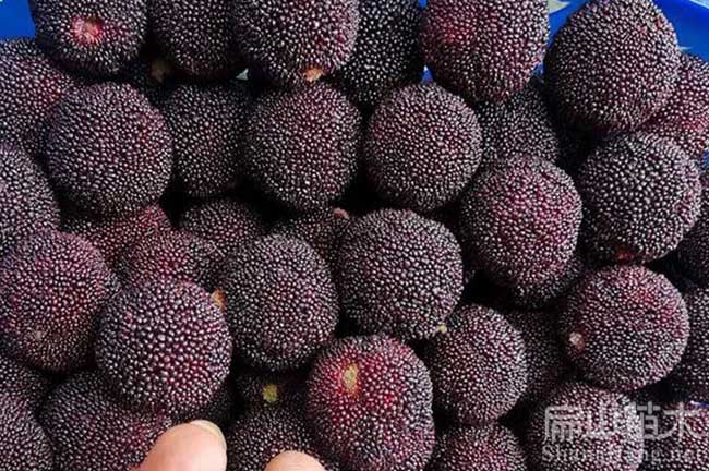 衡陽(yáng)楊梅苗批發(fā)