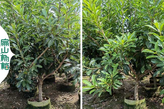漳州永樹(shù)冠楊梅大杯苗