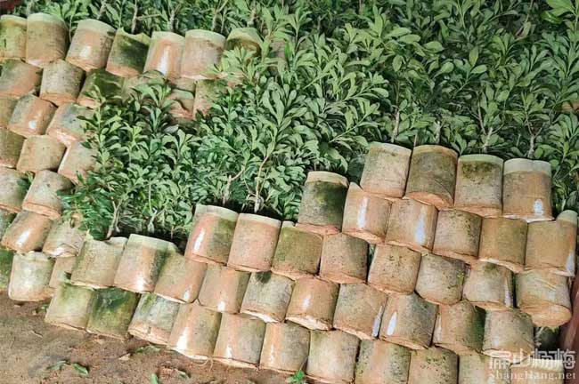 福建特大茡薺楊梅苗價(jià)格公示 小杯苗 水晶楊梅土球苗-扁山楊梅