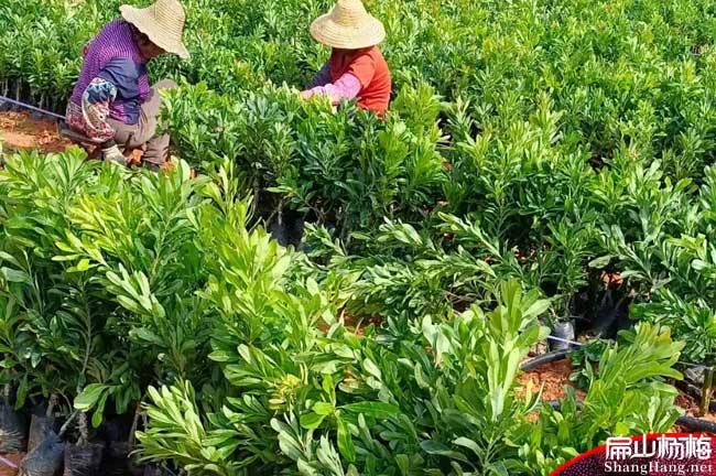 廈門(mén)大楊梅苗