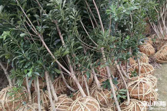 當年掛果明年結果木桶楊梅苗 泉州南方盆栽地徑5公分-扁山楊梅