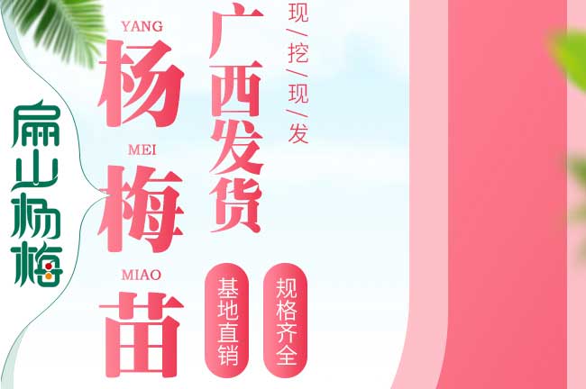 四川1年?yáng)|魁楊梅