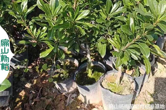 萍鄉2年楊梅小杯苗